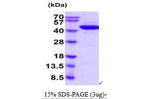 SDS-PAGE (SDS) image for Creatine Kinase, Brain (CKB) (AA 1-381) protein (ABIN5854626)