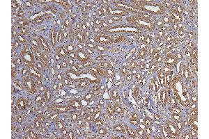 ABIN185240 (5µg/ml) staining of paraffin embedded Human Kidney. (GAPDH Antikörper  (C-Term))