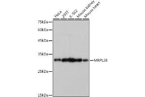 Western blot analysis of extracts of various cell lines, using MRPL28 antibody (ABIN7268566) at 1:1000 dilution. (MRPL28 Antikörper)
