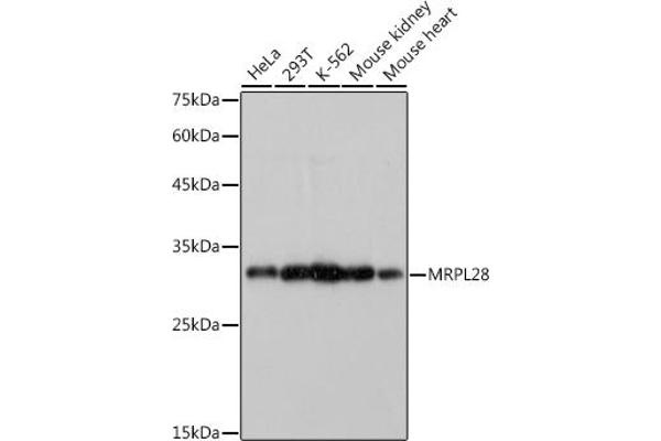 MRPL28 Antikörper