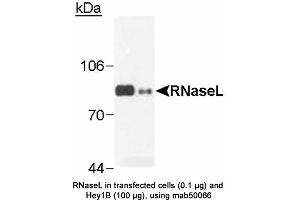 Image no. 2 for anti-Ribonuclease L (2',5'-Oligoisoadenylate Synthetase-Dependent) (RNASEL) antibody (ABIN363220) (RNASEL Antikörper)