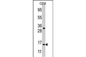 Western blot analysis of H3F3A/H3F3B polyclonal antibody  in CEM cell line lysates (35 ug/lane). (Histone H3.3 Antikörper  (N-Term))