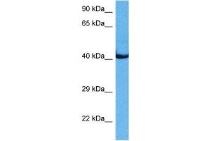 Host:  Rabbit  Target Name:  FAH  Sample Tissue:  Mouse Skeletal Muscle  Antibody Dilution:  1ug/ml