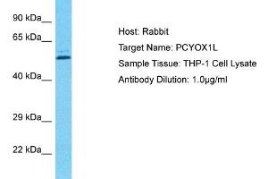 Host: Rabbit Target Name: PCYOX1L Sample Type: THP-1 Whole Cell lysates Antibody Dilution: 1. (PCYOX1L Antikörper  (C-Term))