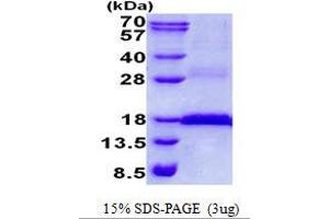 CD3 epsilon (CD3E) (AA 23-126) protein (His tag)