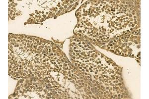 PLCZ1 Mouse Monoclonal Antibody at 1/100 staining mouse testis tissue by IHC-P. (PLCz1 Antikörper)