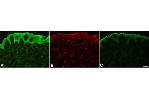 Immunofluorescence (IF) image for anti-VEGF Receptor 2 (VEGFR2) (AA 20-678) antibody (ABIN616030)