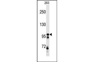 Image no. 1 for anti-C-Mer Proto-Oncogene Tyrosine Kinase (MERTK) antibody (ABIN360227) (MERTK Antikörper)
