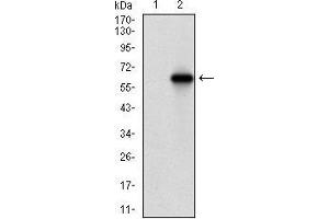 Western blot analysis using VIL1 mAb against HEK293 (1) and VIL1 (AA: 1-209)-hIgGFc transfected HEK293 (2) cell lysate. (Villin 1 Antikörper  (AA 1-209))