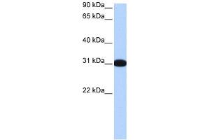 MBNL2 antibody  (Middle Region)