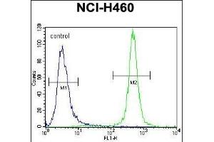 MST1 Antibody (C-term) (ABIN656286 and ABIN2845595) flow cytometric analysis of NCI- cells (right histogram) compared to a negative control cell (left histogram). (MST1 Antikörper  (C-Term))
