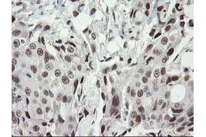 Image no. 11 for anti-Transducin-Like Enhancer of Split 1 (E(sp1) Homolog, Drosophila) (TLE1) (AA 180-460) antibody (ABIN1491050)