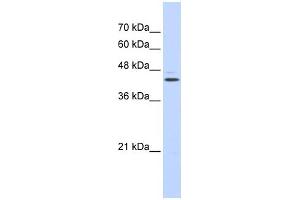 WB Suggested Anti-GABPB2 Antibody Titration: 0. (GABPB2 Antikörper  (N-Term))
