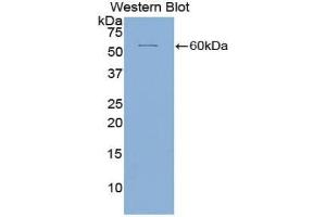 Western blot analysis of the recombinant protein. (ICAM5 Antikörper  (AA 409-674))