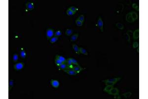 Immunofluorescent analysis of HepG2 cells using ABIN7148573 at dilution of 1:100 and Alexa Fluor 488-congugated AffiniPure Goat Anti-Rabbit IgG(H+L) (Corneodesmosin Antikörper  (AA 40-229))