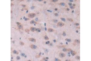 IHC-P analysis of Mouse Tissue, with DAB staining. (KIF5A Antikörper  (AA 2-211))