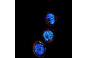 Immunofluorescence (IF) image for anti-Killer Cell Lectin-Like Receptor Subfamily C, Member 1 (KLRC1) antibody (ABIN2936813) (KLRC1 Antikörper)