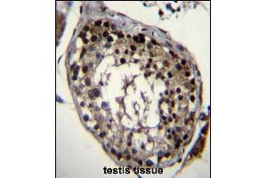 DAZ4 Antibody (Center) (ABIN656487 and ABIN2845764) immunohistochemistry analysis in formalin fixed and paraffin embedded human testis tissue followed by peroxidase conjugation of the secondary antibody and DAB staining. (DAZ4 Antikörper  (AA 90-119))