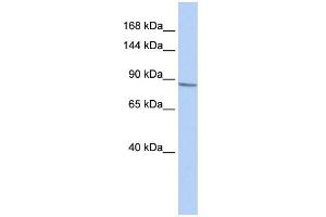 Western Blotting (WB) image for anti-Potassium Voltage-Gated Channel, Shab-Related Subfamily, Member 1 (KCNB1) (Middle Region) antibody (ABIN2778213)