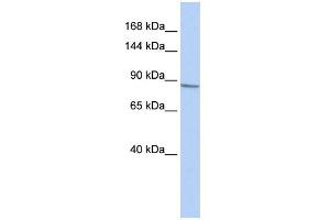 WB Suggested Anti-KCNB1 Antibody Titration:  0. (Kv2.1/KCNB1 Antikörper  (Middle Region))