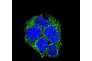 Immunofluorescence (IF) image for anti-Leucine-Rich Repeat Containing G Protein-Coupled Receptor 5 (LGR5) antibody (ABIN3001604) (LGR5 Antikörper)
