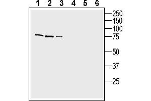 Western blot analysis of human HepG2 hepatocellular carcinoma cell line lysate (lanes 1 and 4), human LNCaP prostate adenocarcinoma cell line lysate (lanes 2 and 5) and human Jurkat T-cell lymphoma cell line lysate (lanes 3 and 6):1-3.