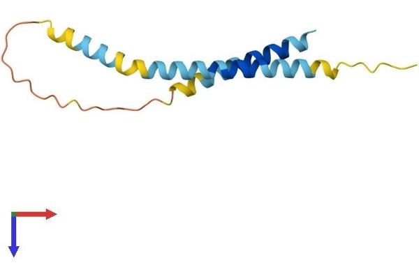 CXORF61 Protein (AA 1-113) (His tag)