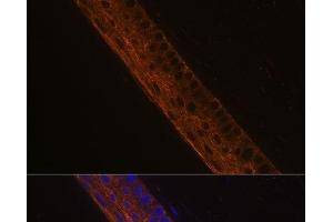 Immunofluorescence analysis of Mouse eye using MYH13 Polyclonal Antibody at dilution of 1:100 (40x lens). (MYH13 Antikörper)