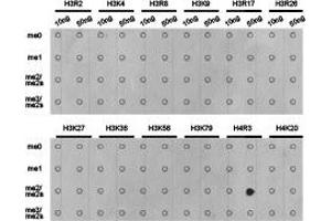 Dot-blot analysis of all sorts of methylation peptidesusing H4R3 me2a antibody. (Histone 3 Antikörper  (2meArg3 (asymetric)))