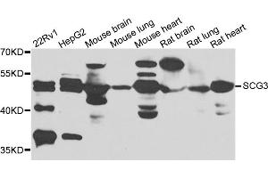 Western blot analysis of extracts of various cell lines, using SCG3 antibody (ABIN5975187) at 1/1000 dilution. (SCG3 Antikörper)
