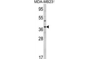 Western Blotting (WB) image for anti-BCL2-Associated Athanogene (BAG1) antibody (ABIN3001708)