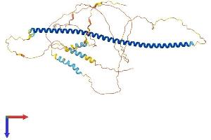 Syntaphilin Protein (SNPH) (AA 1-494) (His tag)