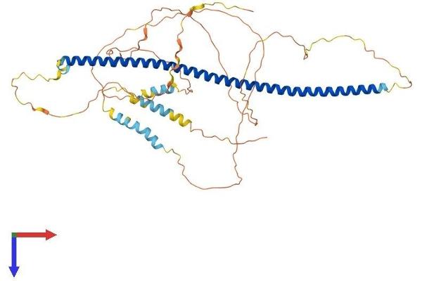 Syntaphilin Protein (SNPH) (AA 1-494) (His tag)