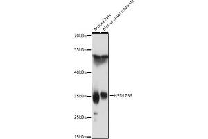 HSD17B6 Antikörper  (AA 178-317)