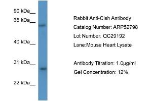 WB Suggested Anti-Cish  Antibody Titration: 0.