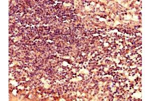 Immunohistochemistry analysis of human tonsil tissue using ABIN7158630 at dilution of 1:100 (LY6H Antikörper  (AA 26-115))