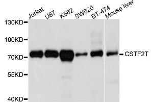 Western blot analysis of extracts of various cell lines, using CSTF2T antibody (ABIN5972585) at 1/1000 dilution. (CSTF2T Antikörper)