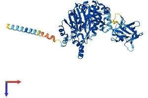 GALNT13 Protein (AA 1-556) (His tag)