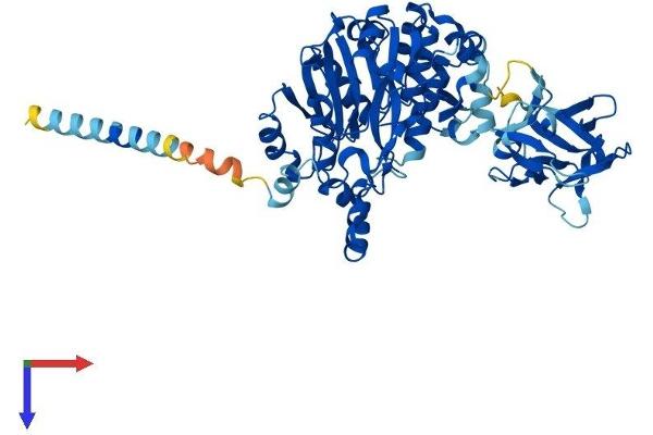 GALNT13 Protein (AA 1-556) (His tag)
