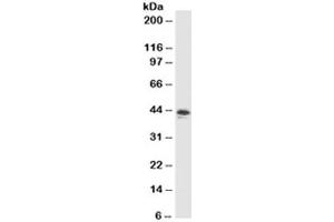 Western blot testing of MCF7 cell lysate with MFGE8 antibody (clone SPM291). (MFGE8 Antikörper)