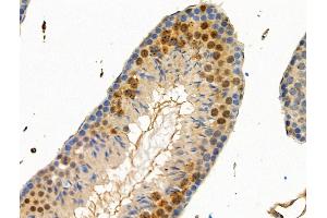 Phospho-IRF7 (Ser439) Antibody at 1/100 staining Mouse testis tissue by IHC-P. (IRF7 Antikörper  (pSer439))