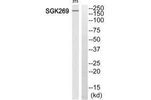 Western blot analysis of extracts from 3T3 cells, using SGK269 antibody. (PEAK1 Antikörper  (N-Term))
