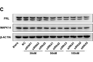 MAPK14 siRNA reduces PRL production in GH3 cells. (beta Actin Antikörper)