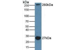 Western blot analysis of Mouse Brain Tissue. (MAP1A Antikörper  (AA 2552-2759))