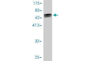 Western Blot detection against Immunogen (69. (DNAJA4 Antikörper  (AA 1-397))