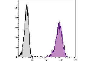 Mouse pre-B cell line 18-81 was stained with Rat Anti-Mouse BP-1-PE. (eIF4EBP1 Antikörper  (Biotin))