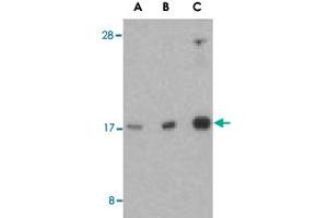Western blot analysis of RHEB in mouse brain tissue lysate with RHEB polyclonal antibody  at (A) 1, (B) 2, and (C) 4 ug/mL . (RHEB Antikörper  (Internal Region))