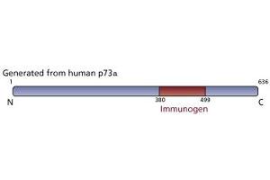 Image no. 2 for anti-Tumor Protein P73 (TP73) (AA 380-367) antibody (ABIN967629) (Tumor Protein p73 Antikörper  (AA 380-367))