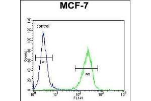 C Antibody (C-term) (ABIN654765 and ABIN2844446) flow cytometric analysis of MCF-7 cells (right histogram) compared to a negative control cell (left histogram). (CO027 (AA 503-531), (C-Term) Antikörper)
