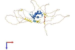 FOXA2 Protein (AA 1-457) (His tag)